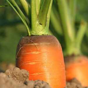 Lorem ipsum dolor sit amet consectutur