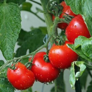 Lorem ipsum dolor sit amet consectetur, adipiscing elit